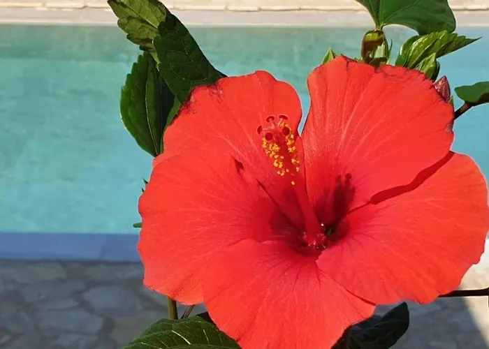 Apartman Hibiscus - Ground Floor 1 & 2 Guviá