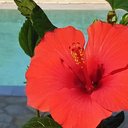 Appartement Hibiscus - A Gouviá